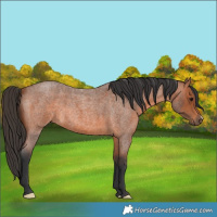 Horse Color:Bay Roan 
