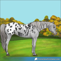 Horse Color:Black Appaloosa 
