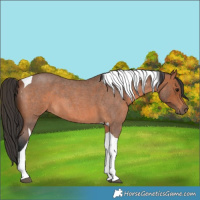 Horse Color:Bay Roan Tobiano 