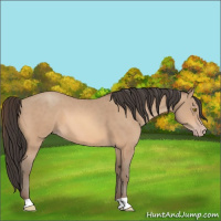 Horse Color:Amber Champagne 