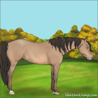 Horse Color:Amber Champagne 