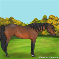 Horse Color:Brown 