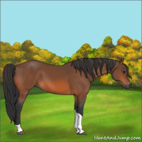 Horse Color:Bay Tobiano 
