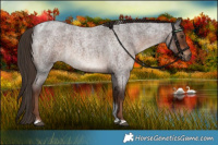 Horse Color:Liver Red Roan Tobiano 