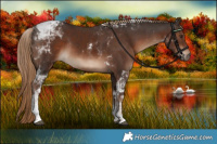 Horse Color:Liver Chestnut Tobiano Rabicano 