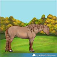Horse Color:Red Dun Rabicano 