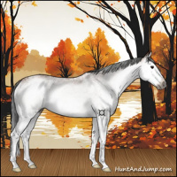 Horse Color:Gray White Spotted Bay Splash 