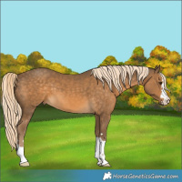 Horse Color:Chocolate Palomino 