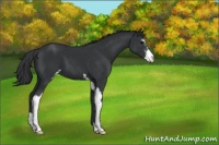 Horse Color:Black Sabino 