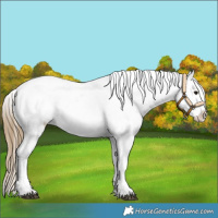 Horse Color:Smoky Black Leopard 