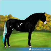 Horse Color:Silver Bay Pearl Splash Appaloosa 