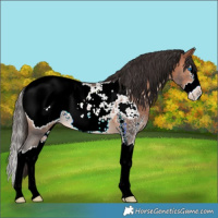 Horse Color:Bay Sabino Splash Snowcap Rabicano 