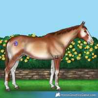 Horse Color:Red Onyx