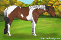 Horse Color:Buckskin Tobiano 