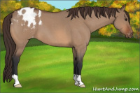Horse Color:Bay Roan Dun Appaloosa 