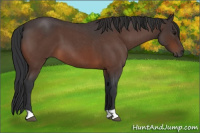 Horse Color:Bay Roan 