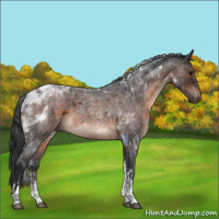 Horse Color:Brown Roan Tobiano 