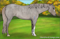 Horse Color:Silver Blue Roan 