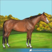 Horse Color:Bay 