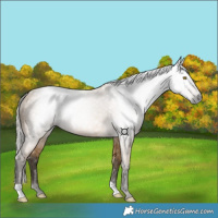 Horse Color:Gray Silver Buckskin 