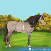 Horse Color:White Spotted Sable Champagne Dun 