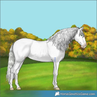 Horse Color:Silver Sable Champagne Dun Splash Appaloosa 