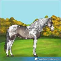 Horse Color:Blue Onyx Tobiano 