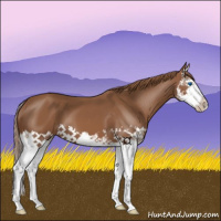 Horse Color:Chestnut Splash 