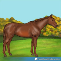 Horse Color:Chestnut 