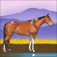 Horse Color:Bay Tobiano 