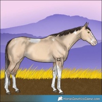 Horse Color:Amber Champagne Dun Splash Tobiano