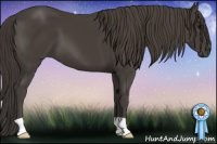 Horse Color:Smoky Black