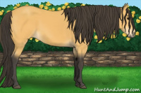 Horse Color:Buckskin 