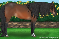 Horse Color:Brown 