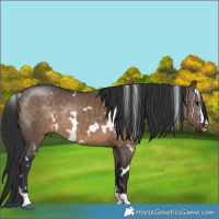 Horse Color:White Spotted Brown Dun