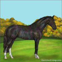 Horse Color:Midnight Amber Champagne Ice Sabino Rabicano 
