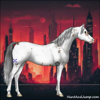 Horse Color:Bay Sabino