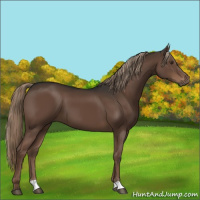 Horse Color:Liver Chestnut