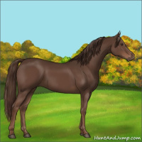 Horse Color:Liver Chestnut 