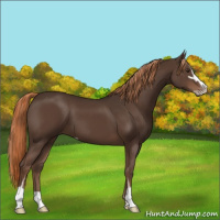 Horse Color:Liver Chestnut Sabino 