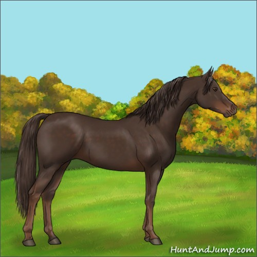 Horse Color:Liver Chestnut 