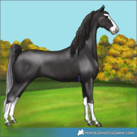 Horse Color:Platinum Smoky Black Splash 