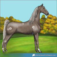 Horse Color:Silver Smoky Black 