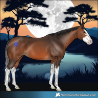 Horse Color:Bay Splash 