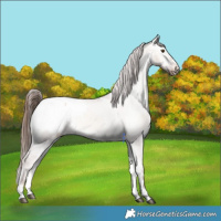 Horse Color:Red Dun Onyx Snowcap 