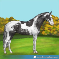 Horse Color:Smoky Black Splash Tobiano