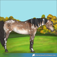Horse Color:White Spotted Bay Dun 