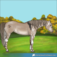 Horse Color:Liver Red Dun Sabino 