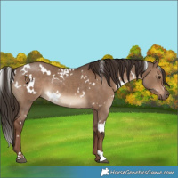 Horse Color:White Spotted Liver Red Dun 