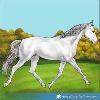 Horse Color:White Spotted Palomino Splash Frame Appaloosa Rabicano 